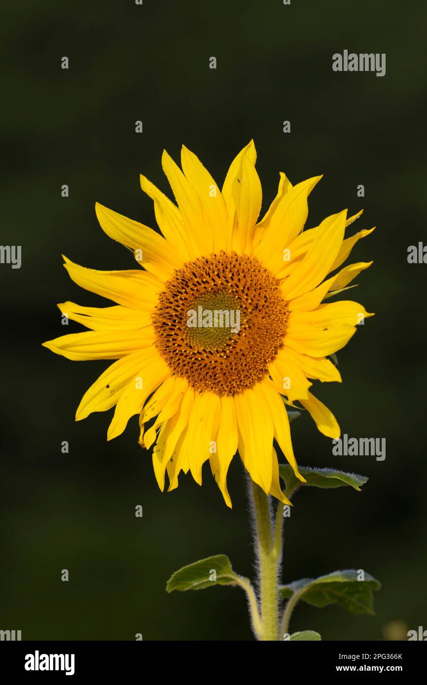 Sunflower (Helianthus annuus), single flower. Germany Stock Photo