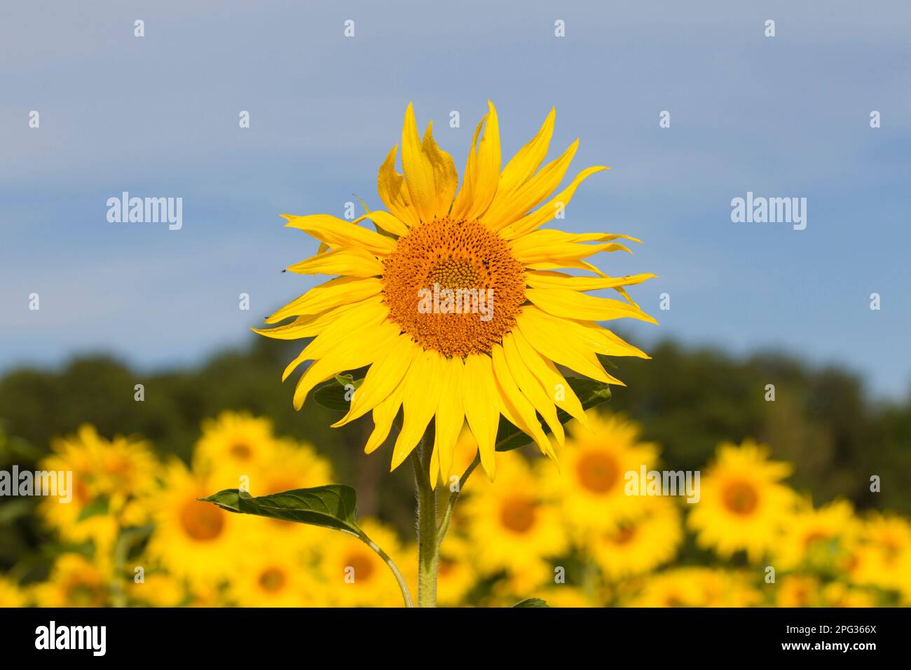 Sunflower (Helianthus annuus). Single flower with fiel in background. Germany Stock Photo