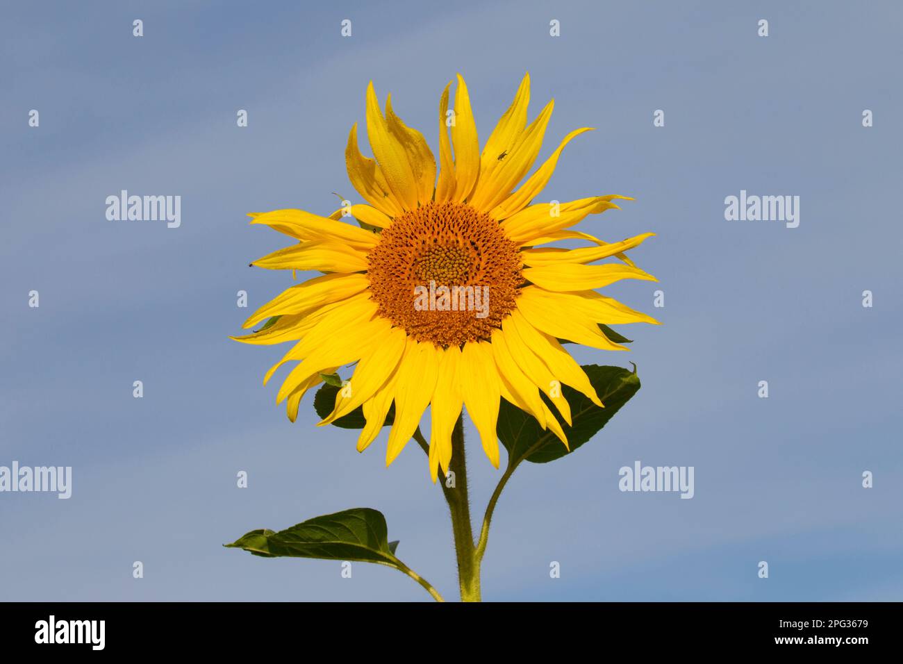 Sunflower (Helianthus annuus), single flower. Germany Stock Photo - Alamy