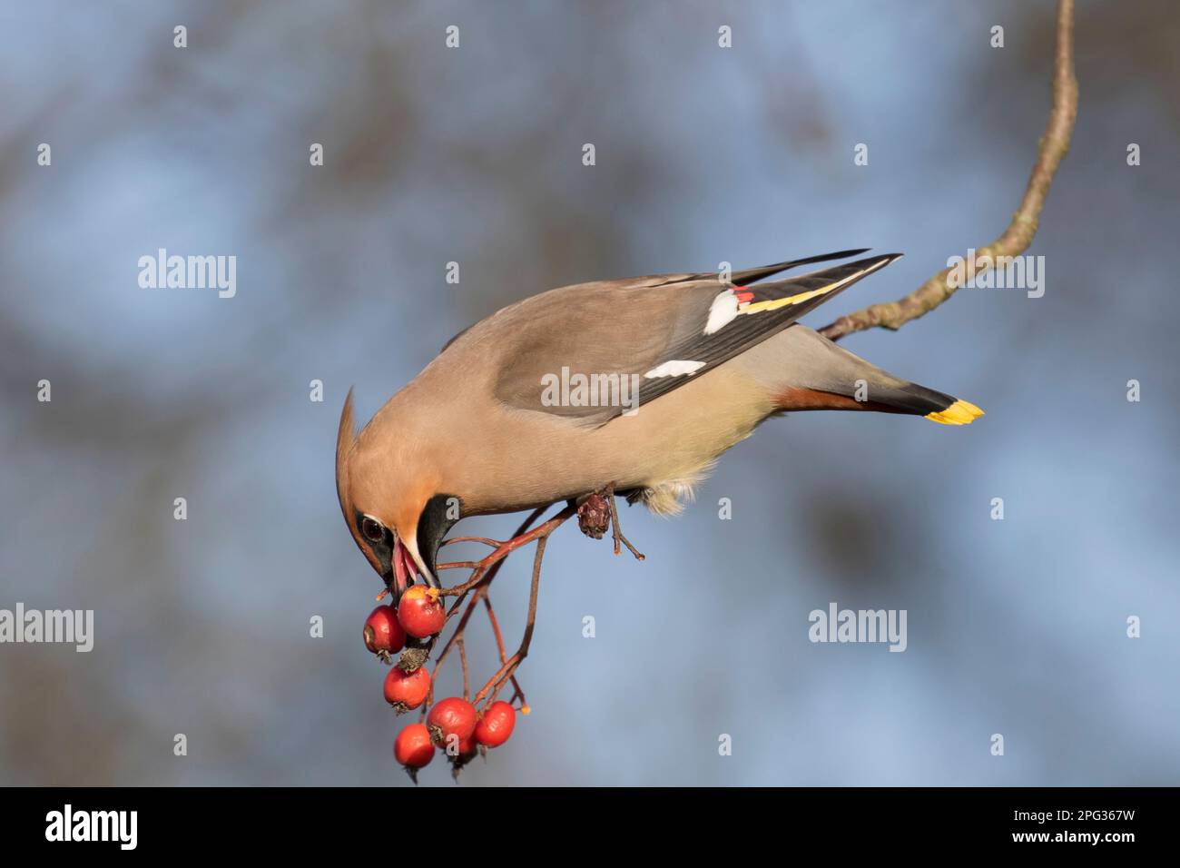Waxwing (Bombycilla garrulus) eating a Rowan berry. Germany Stock Photo