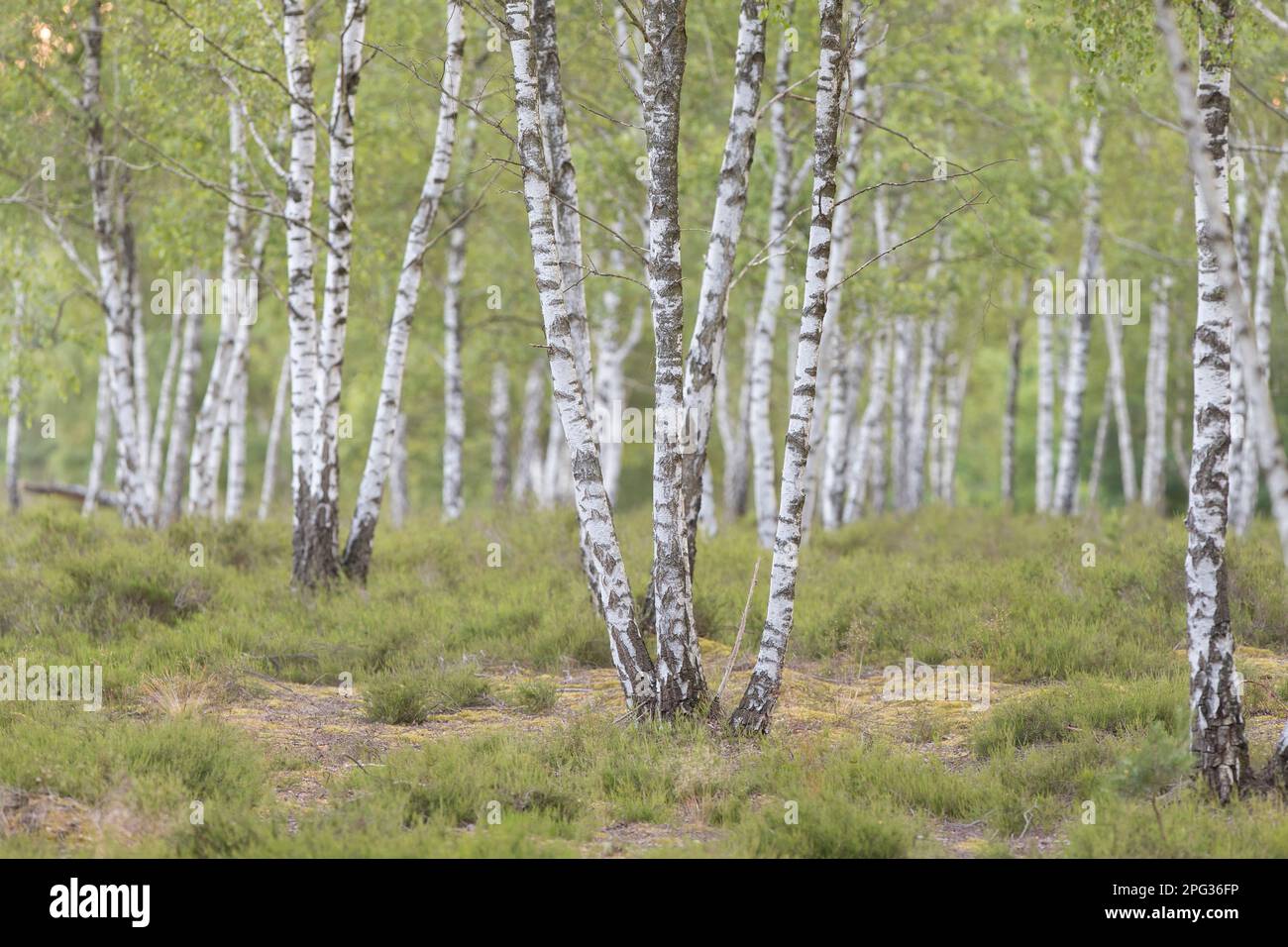 European White Birch, Silver Birch (Betula pendula). Forest. Dalarna, Sweden Stock Photo
