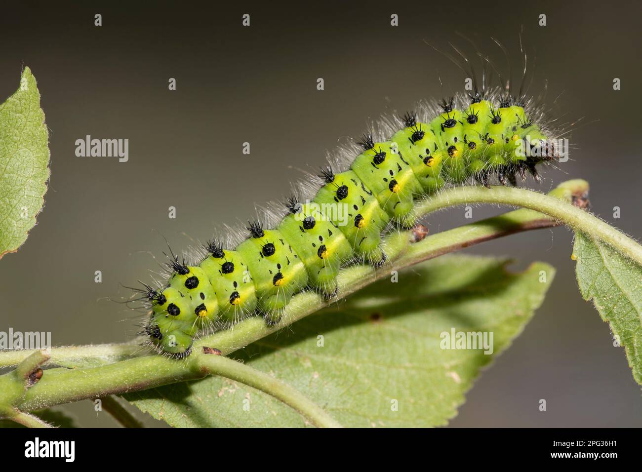 Small Emperor Moth (Saturnia pavonia, Eudia pavonia). Caterpillar on a twig. Germany Stock Photo