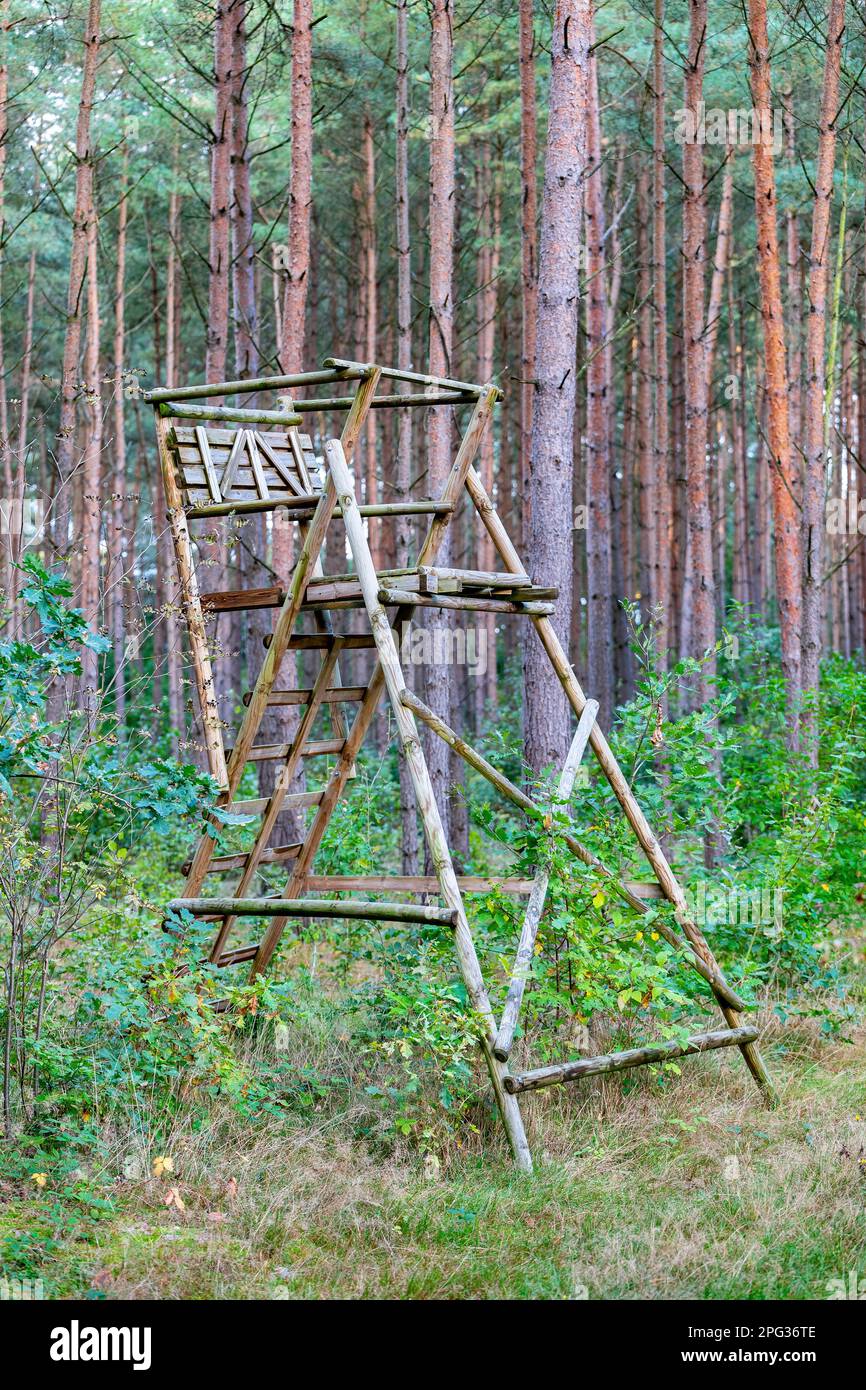 Deer stand in pine forest. Germany Stock Photo