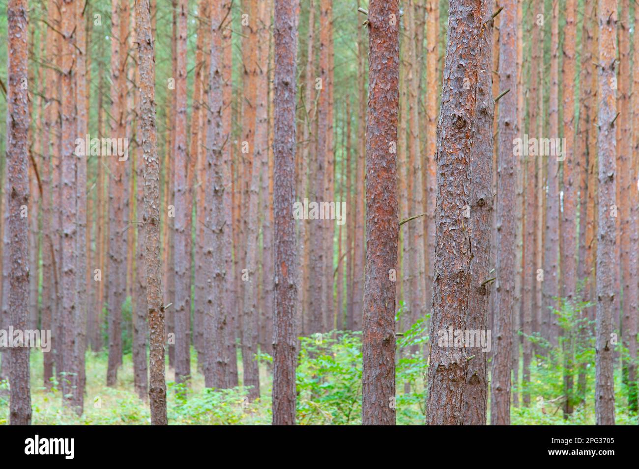 Scots Pine (Pinus sylvestris). Pine trunks close together. Germany Stock Photo