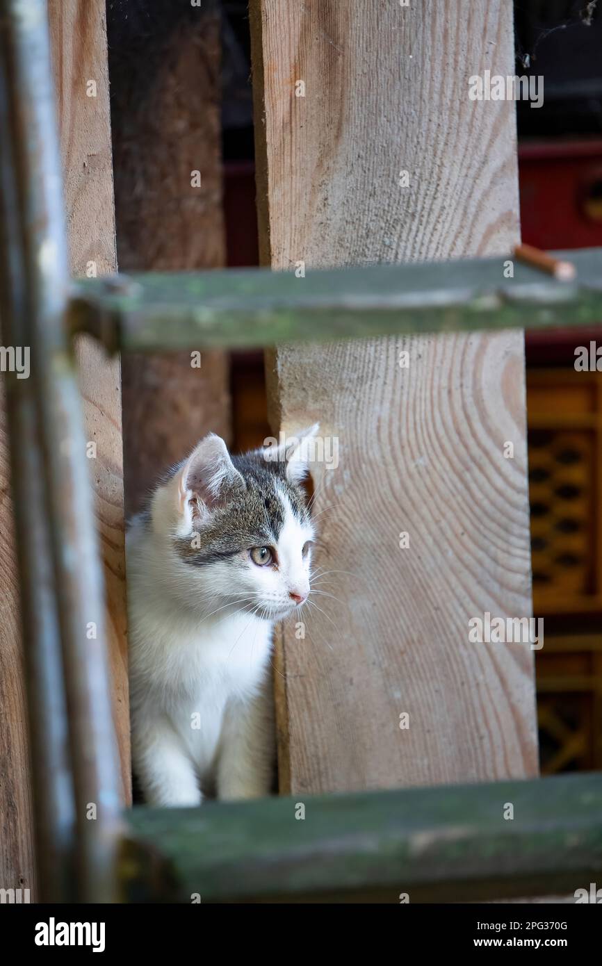Young domestic cat exploring a barn Stock Photo