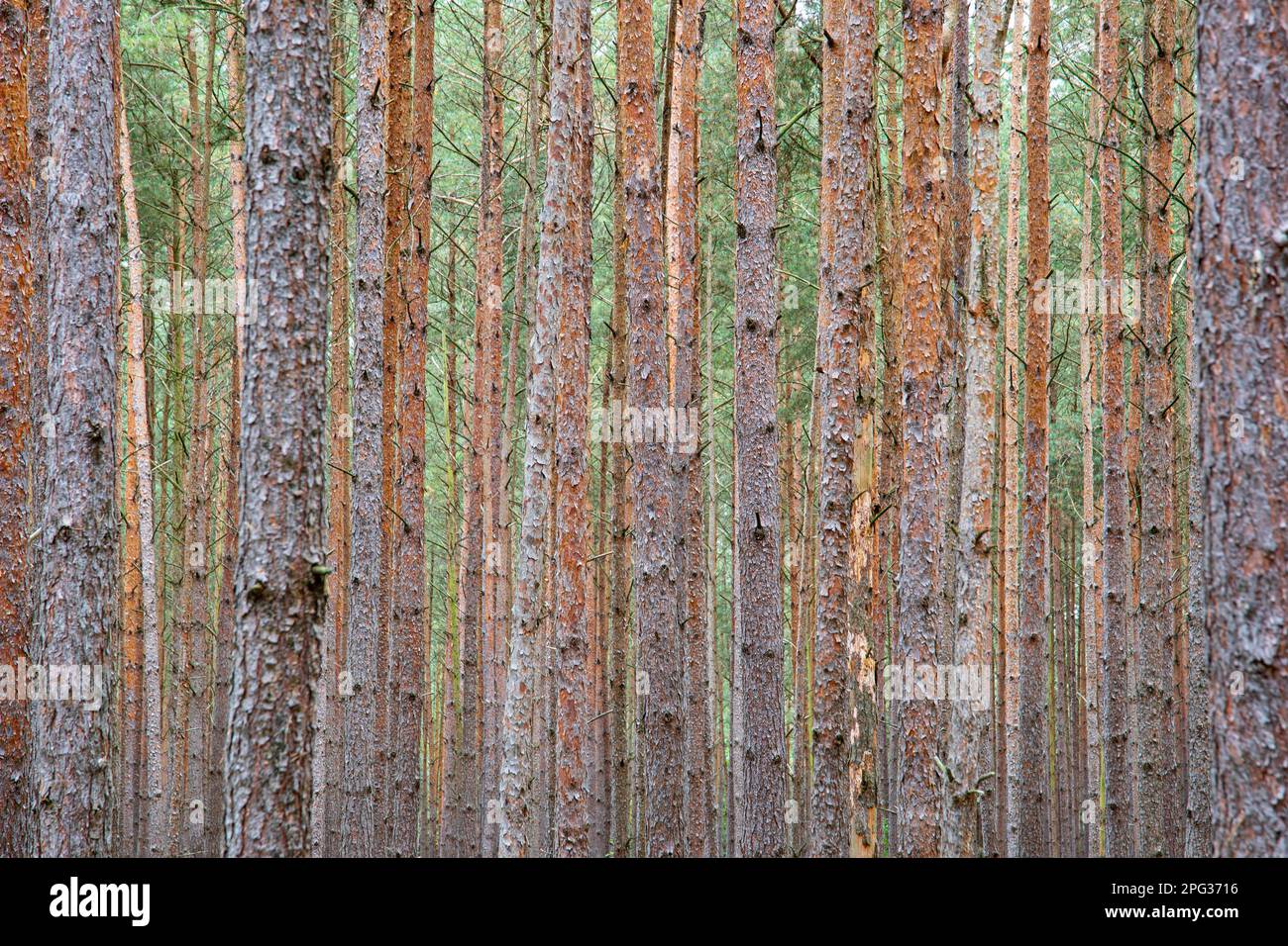 Scots Pine (Pinus sylvestris). Pine trunks close together. Germany Stock Photo