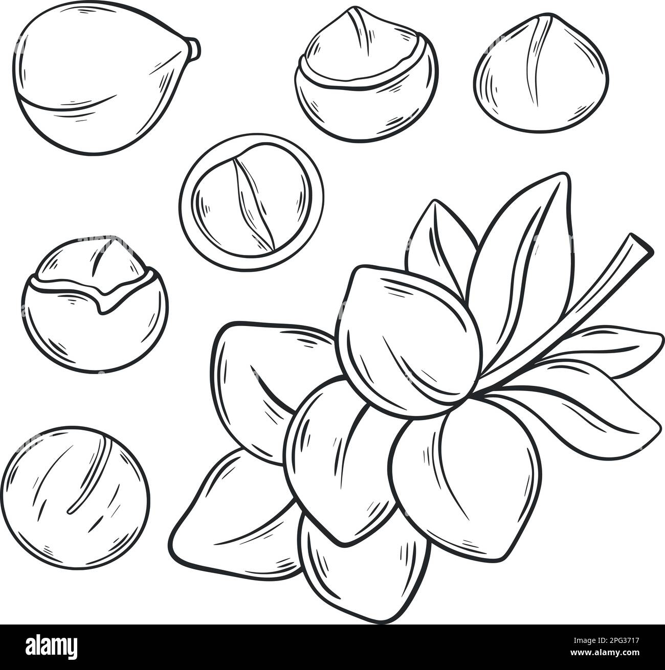 Macadamia ink sketch set Stock Vector Image & Art Alamy