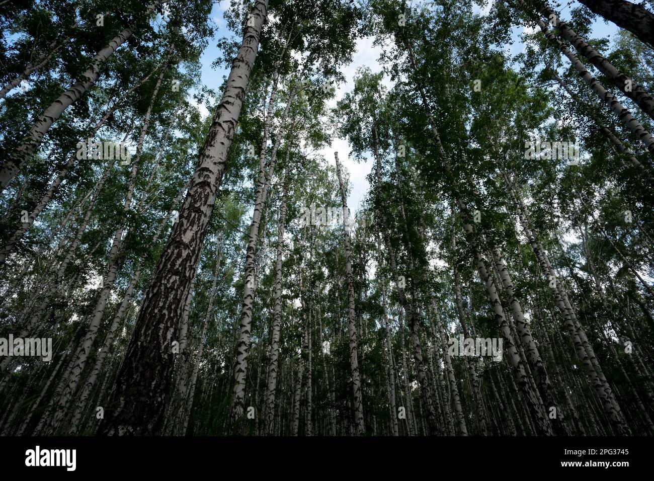 Birch grove in spring, birch tree trunks as a background. bottom view. Stock Photo
