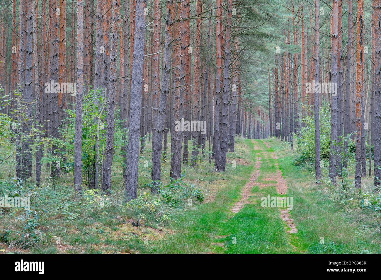 Scots Pine (Pinus sylvestris). Path in pine forest . Germany Stock Photo
