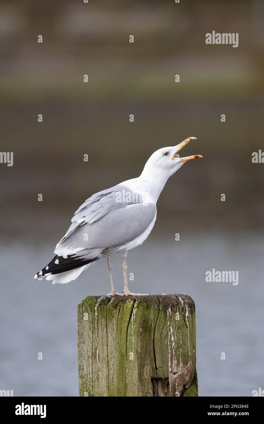 Herring Gull (Larus argentatus) Adult standing on post while calling. Germany Stock Photo