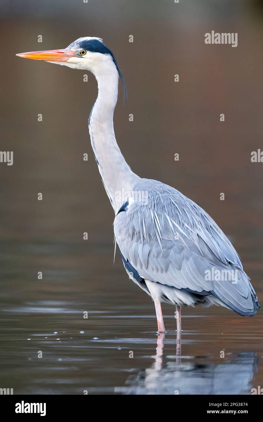 Grey Heron (Ardea cinera). Adult standing in water,. Germany Stock Photo