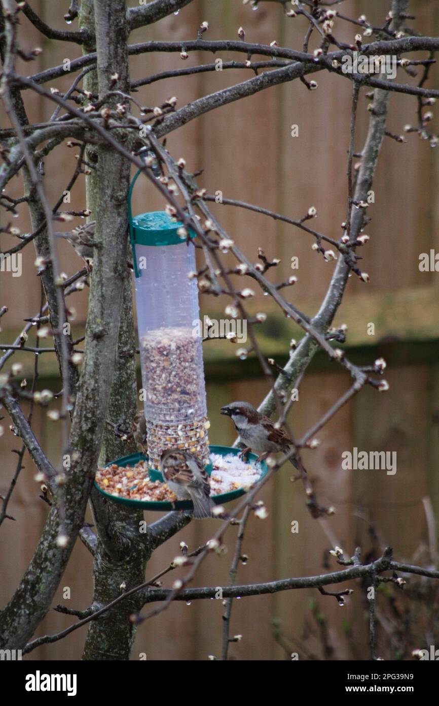 Pair of Sparrows (Passer domesticus) feeding on a Seed Holder in the Spring of the Year with buds coming out on the Pear Tree (Pyrus communis) Stock Photo