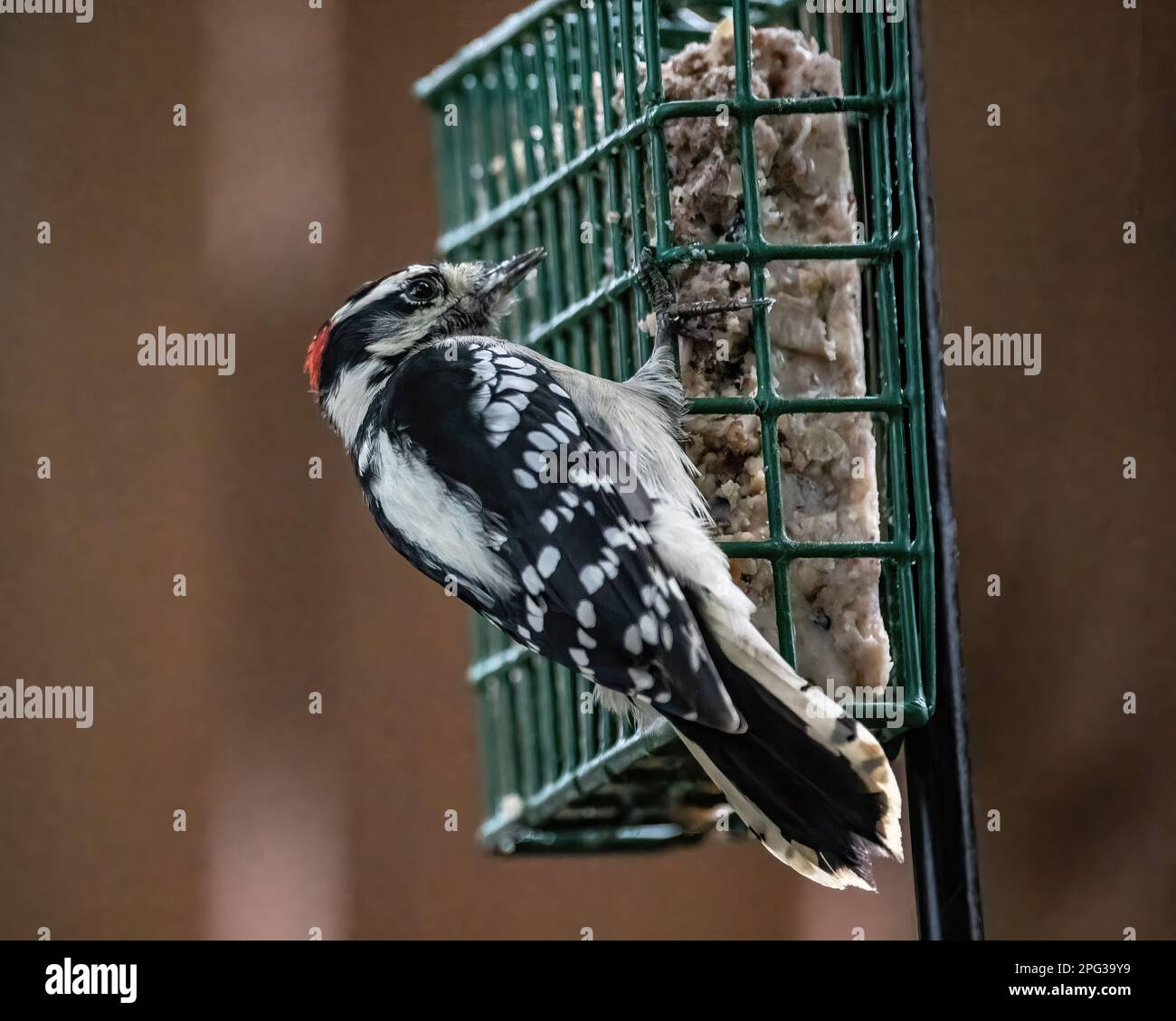 Male downy woodpecker clinging to a backyard suet feeder while eating on a summer day in Taylors Falls, Minnesota USA. Stock Photo