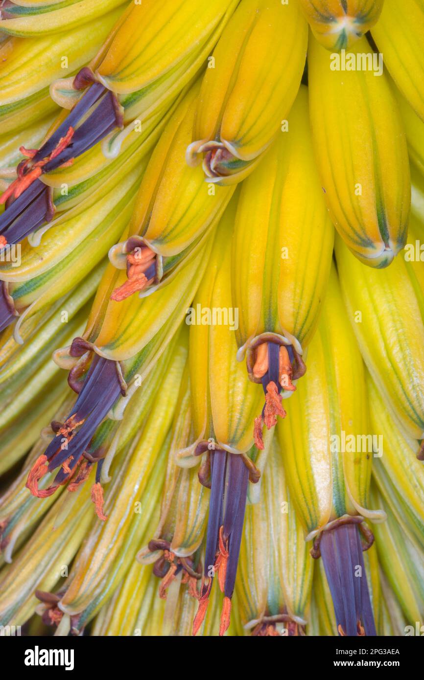 Closeup of an Aloe inflorescence showing closed florets and some open ones with anthers emerging Stock Photo
