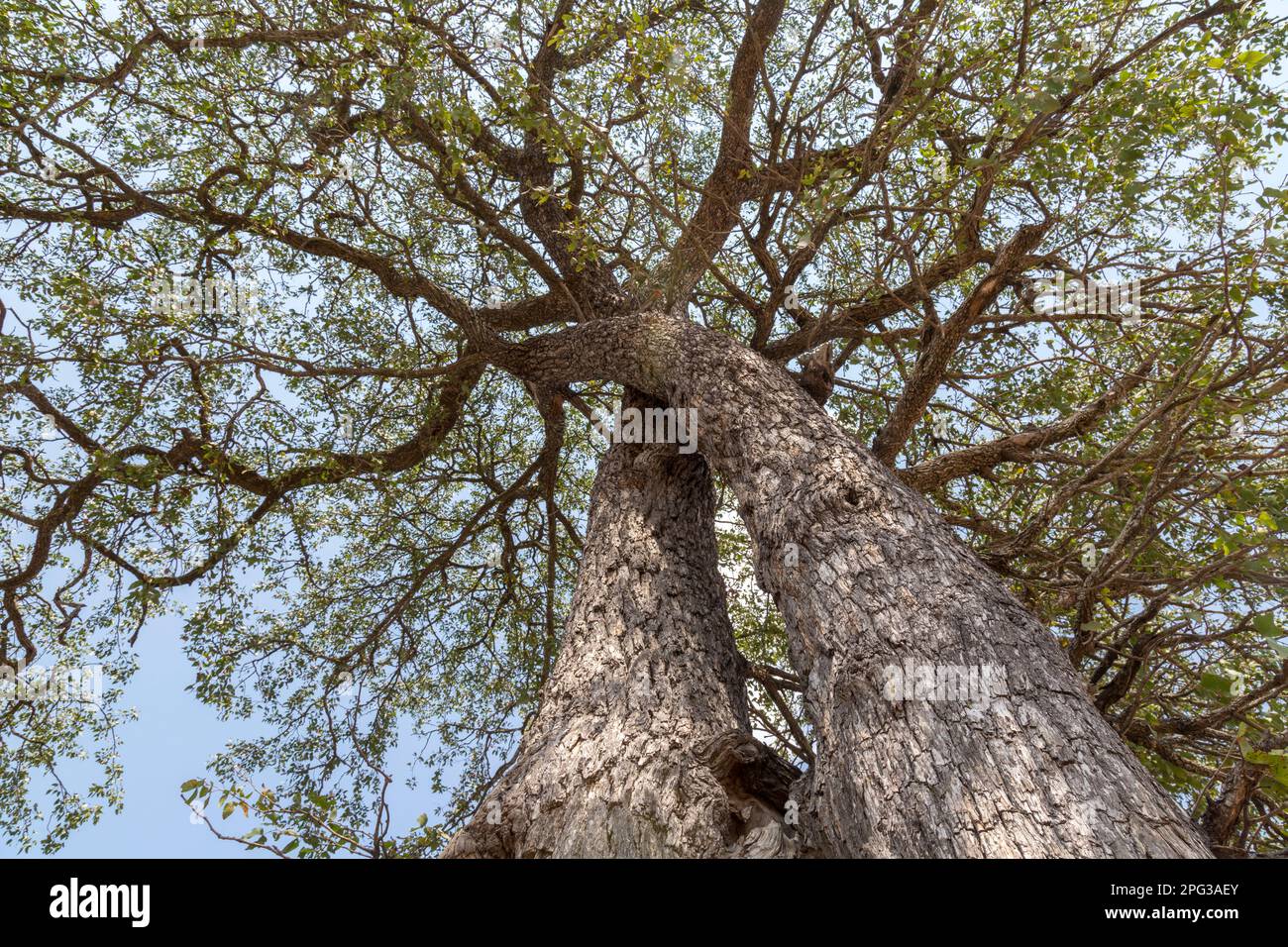 Low angle view of two twisted mopane (Colophospermum mopane) stems Stock Photo