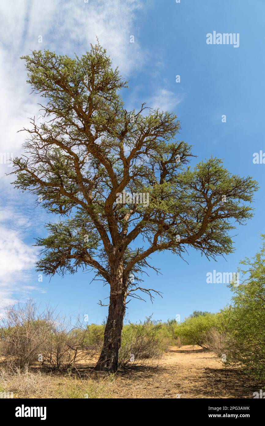 Freestanding camelthorn tree (Acacia erioloba) viewed  against the sky Stock Photo