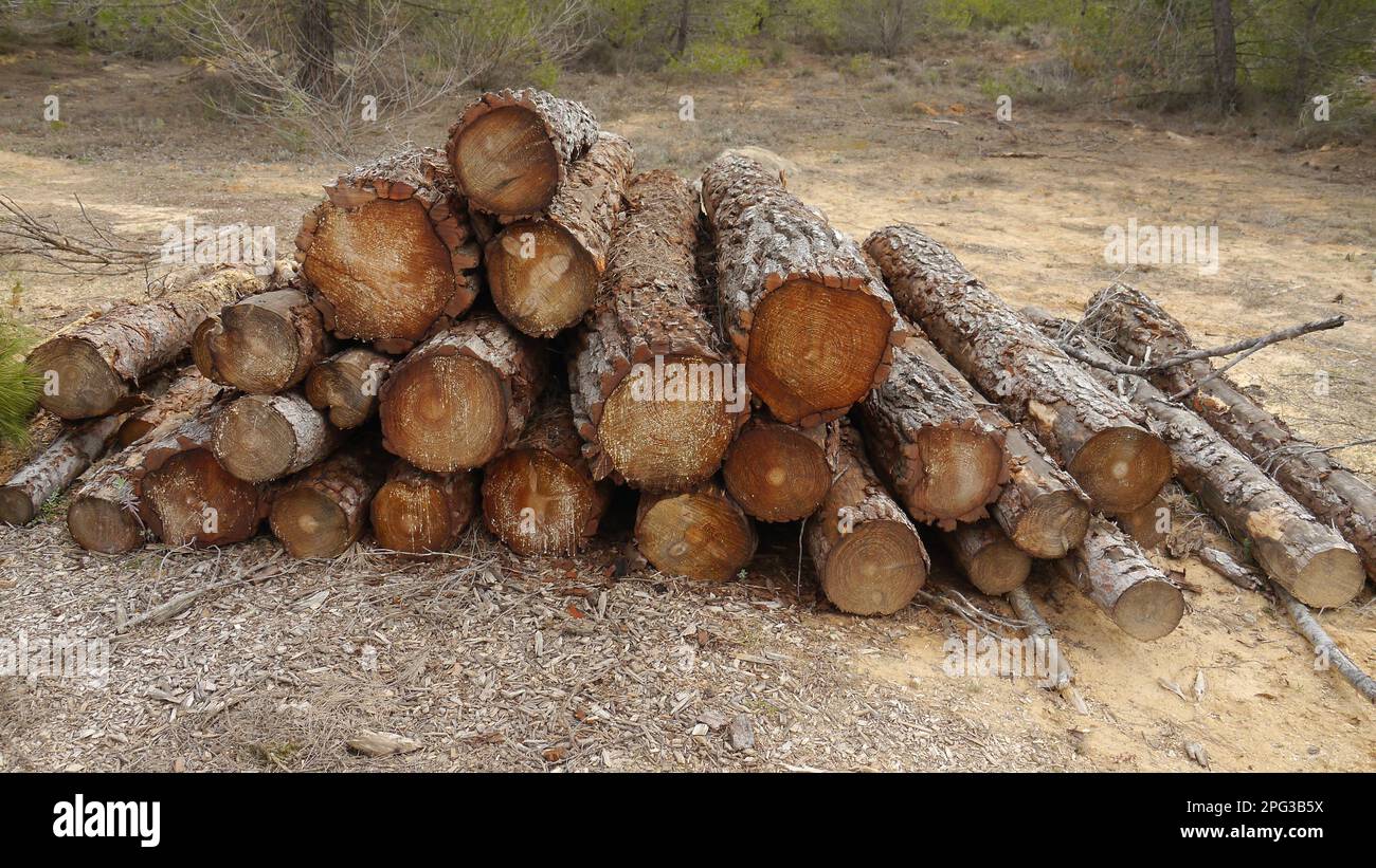 Pile of Logs in Forest ready to transport Stock Photo Alamy