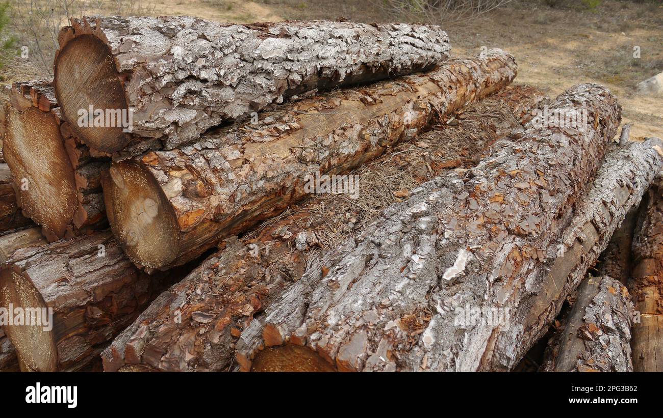 Pile of Logs in Forest ready to transport Stock Photo Alamy