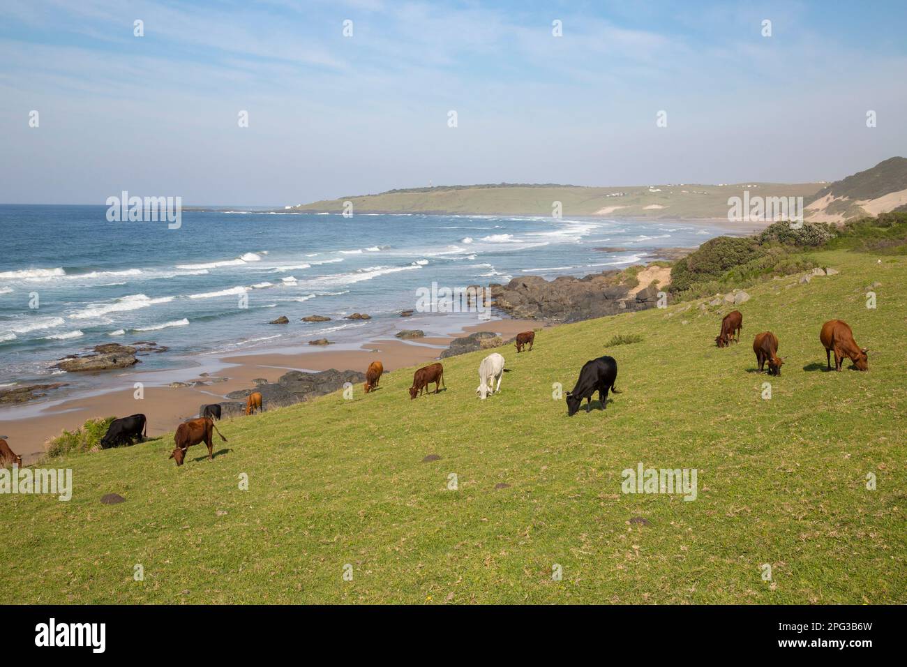 Herd of cattle grazing on grassy slopes overlooking the sea on the Transkei's wild coast Stock