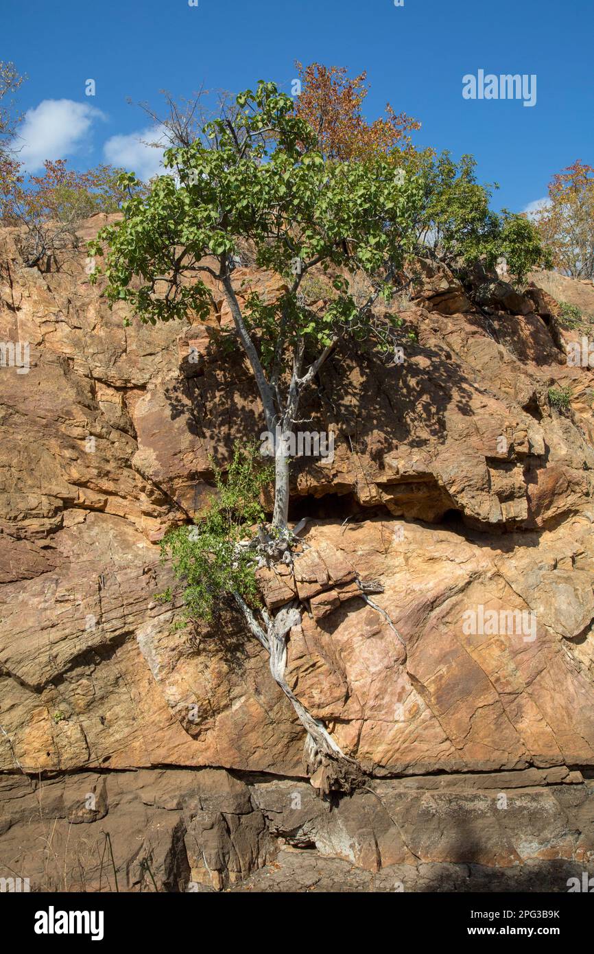 Large-leafed rock fig (Ficus abutilifolia) growing on a rocky outcrop Stock Photo