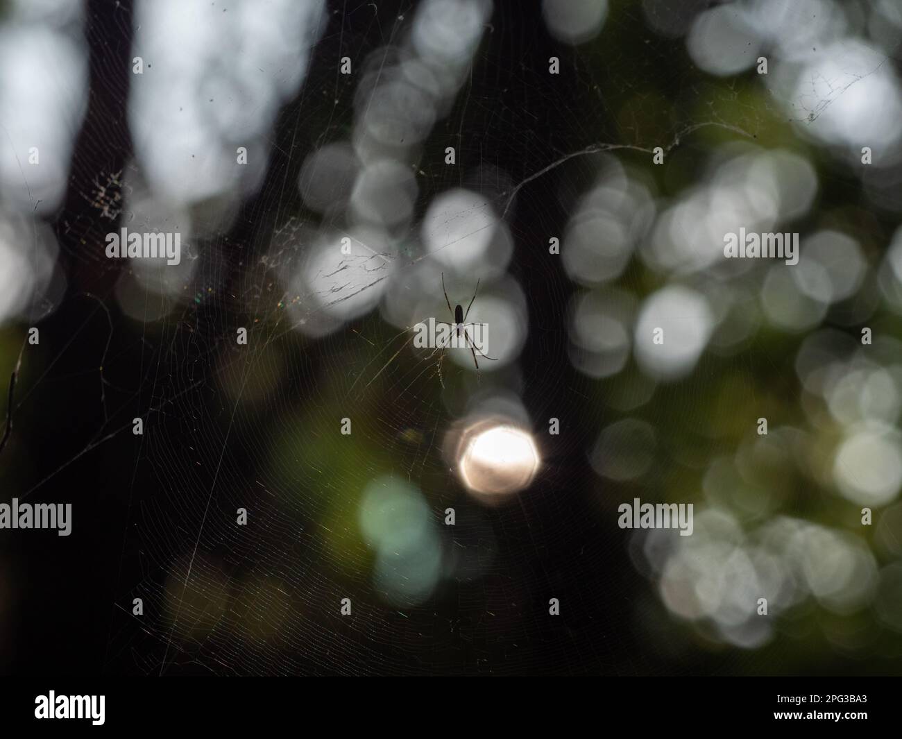 A spider hangs in the centre of a web Stock Photo - Alamy