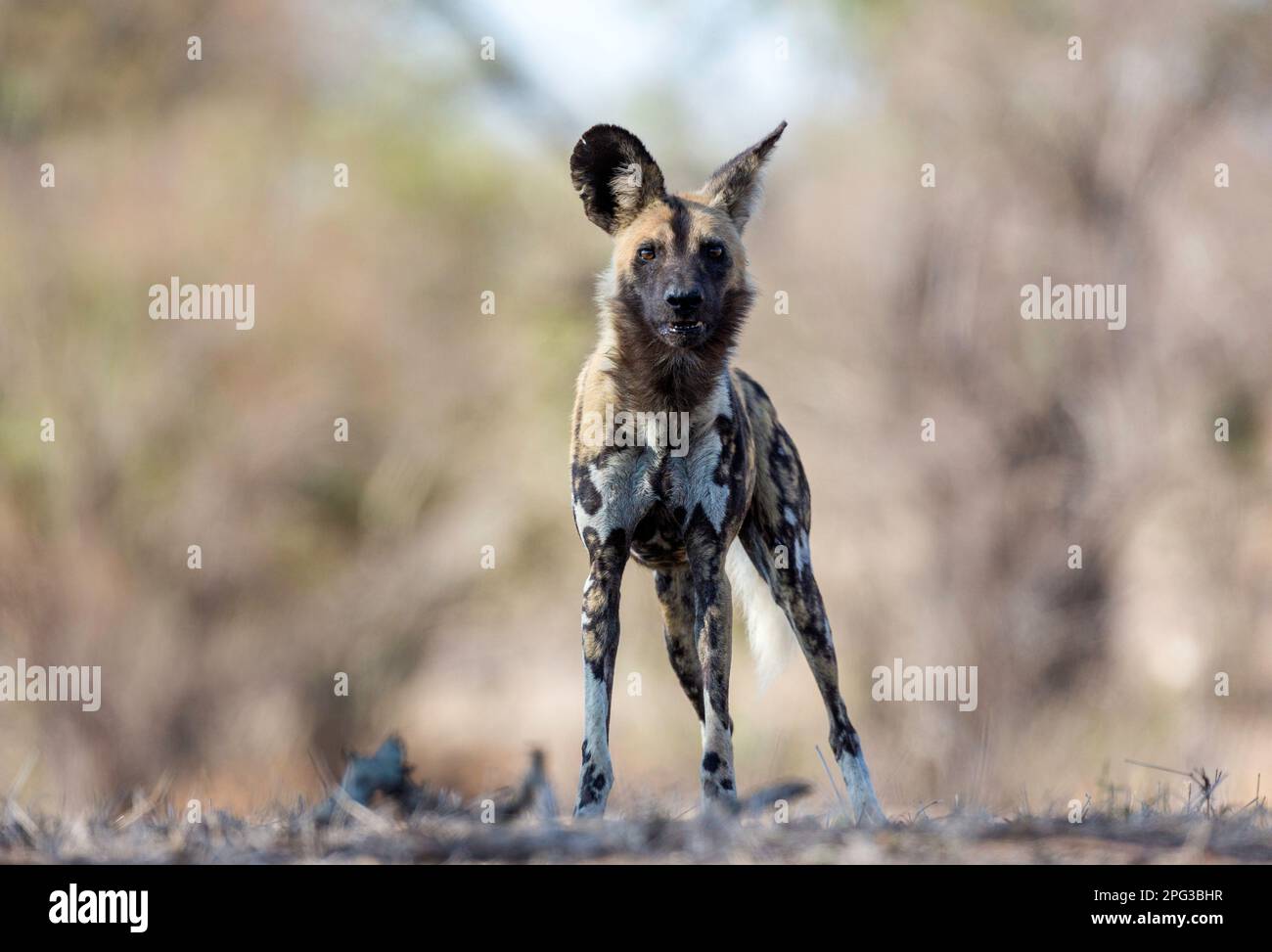 View african wild dog hi-res stock photography and images - Alamy
