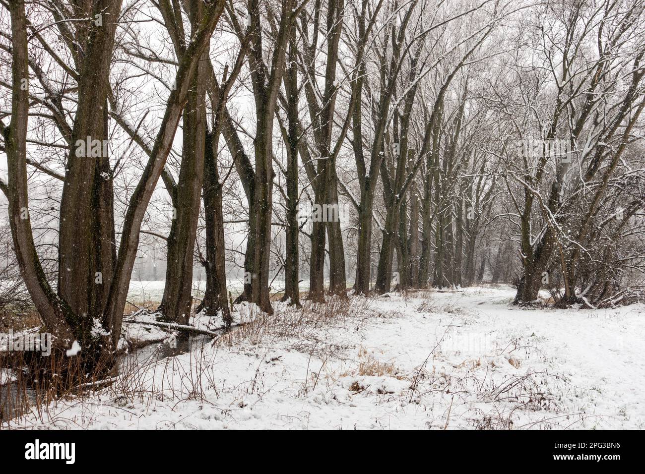 Nice winterwalk through a little German nature reserve, Lower Rhine area during heavy snowfall Stock Photo