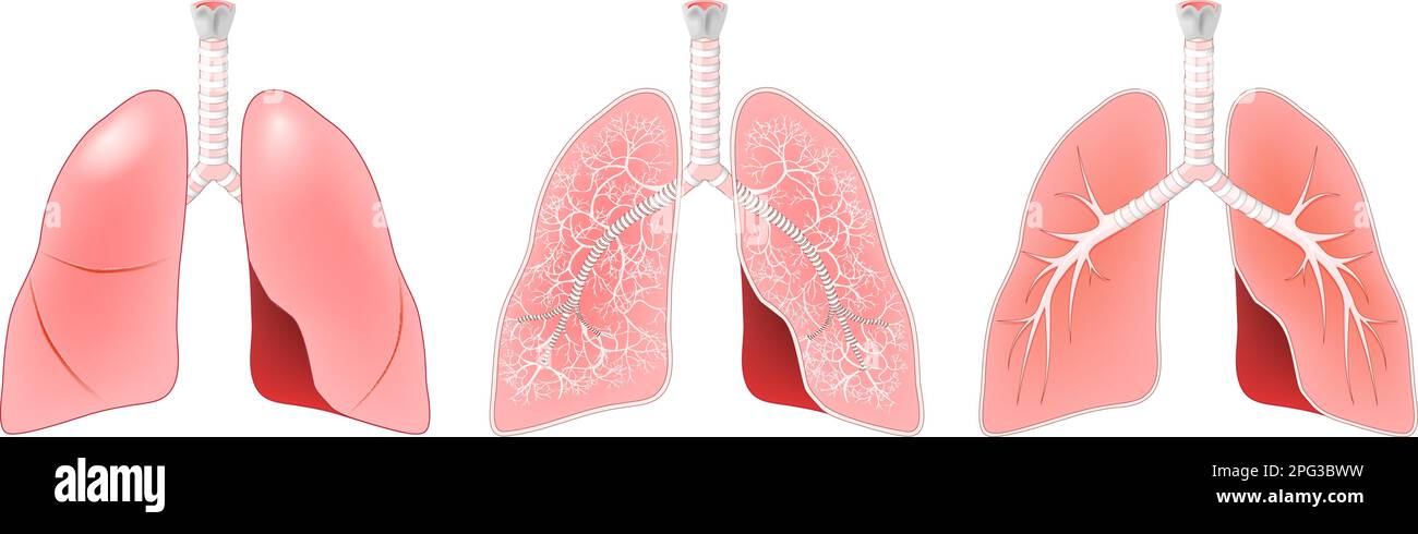 Lungs anatomy. Cross section of Human respiratory tract with trachea, larynx, and bronchi. structure of Respiration system. Realistic vector Stock Vector