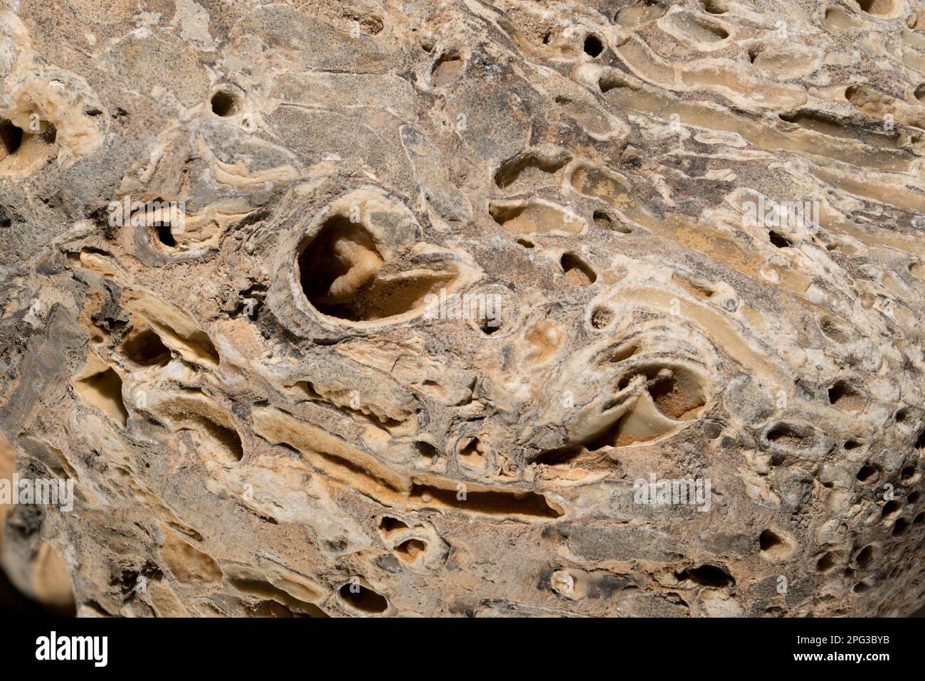 Ship Worm (Teredo navalis) holes in petrified wood. also known as Naval Shipworm, Atlantic Shipworm, Great Shipworm Stock Photo