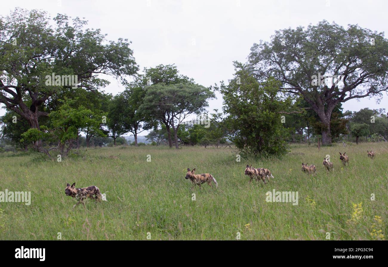 Scenic view of a Wild dog pack stalking through long grass with the pack following the lead dog in a neat line Stock Photo