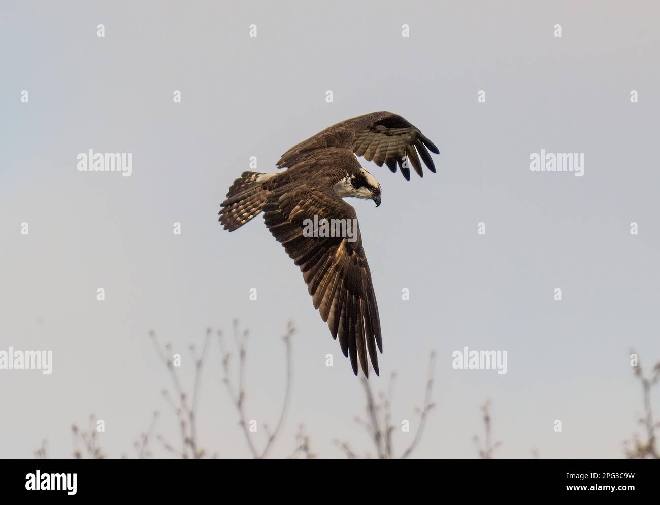 A majestic osprey bird soaring through the sky, wings outstretched as ...