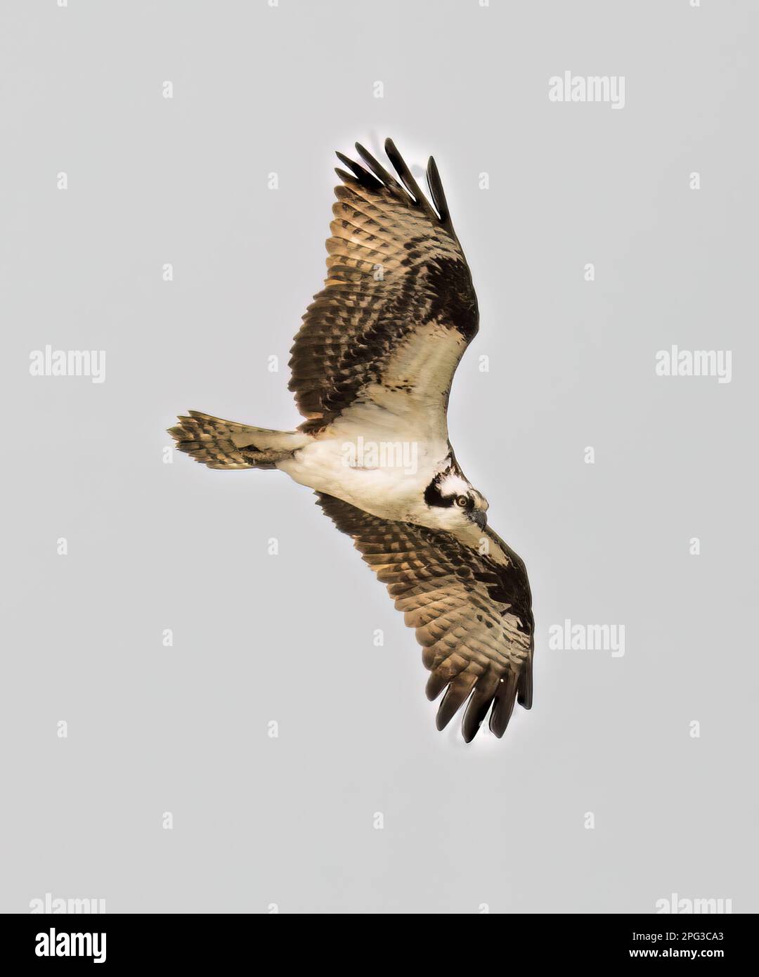 A majestic osprey bird soaring through the sky, wings outstretched as ...