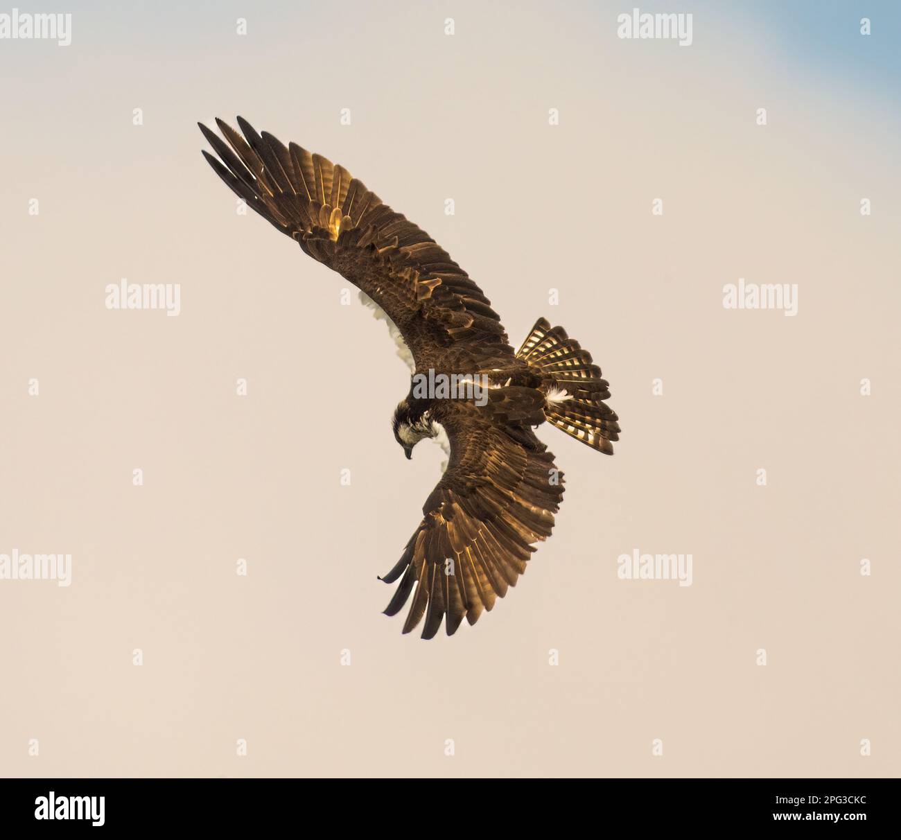 A majestic osprey bird soaring through the sky, wings outstretched as ...
