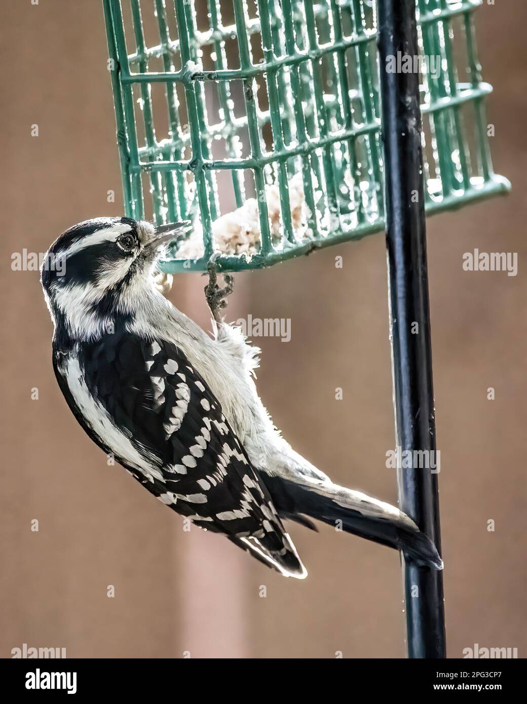 Cute little female downy woodpecker clinging to the suet feeder pecking at the last of the suet on a summer day in Taylors Falls, Minnesota USA. Stock Photo