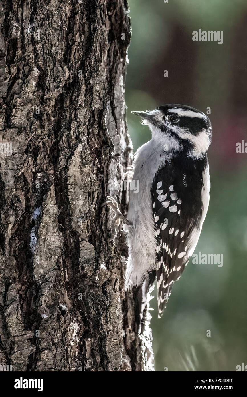Female tiny downy woodpecker clinging to a tree with a beautiful colored bokeh behind on a summer day in Taylors Falls, Minnesota USA. Stock Photo