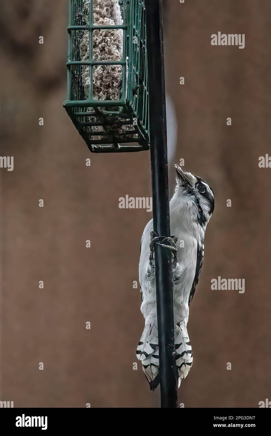 Cute little downy woodpecker clinging to a shepherd's hook looking up at the suet feeder on a summer day in Taylors Falls, Minnesota USA. Stock Photo