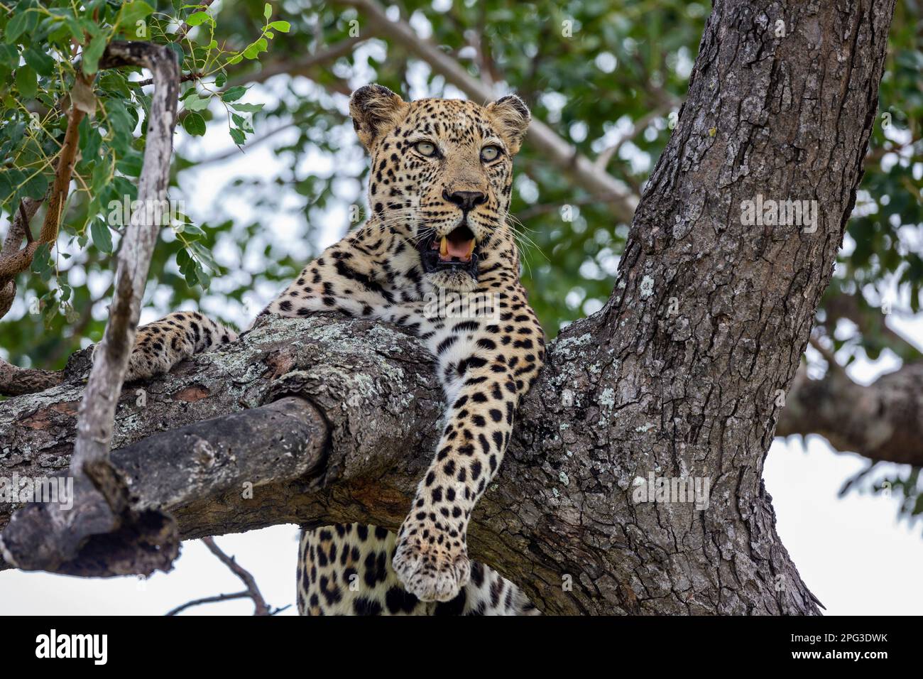 Stock photo of an adult male leopard resting on the branches of a ...