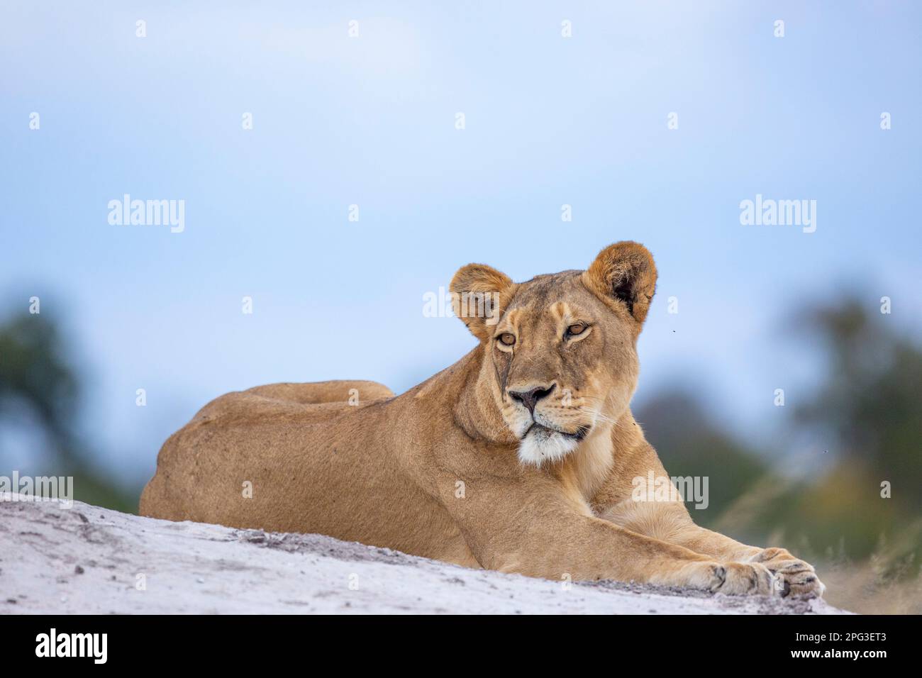 Lioness lying on the slope of a termite mound looking to the side Stock Photo