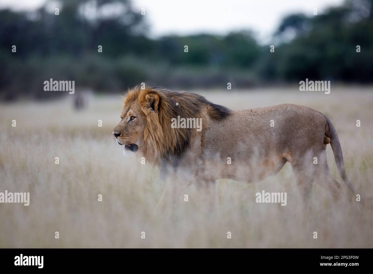 Full-grown adult male lion with a dark mane walking intently in tall dry grass Stock Photo