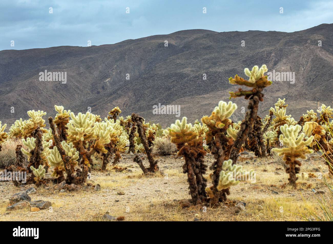 Cholla cactus and stormy dramatic sky with dark clouds in the Joshua Tree national park, California Stock Photo