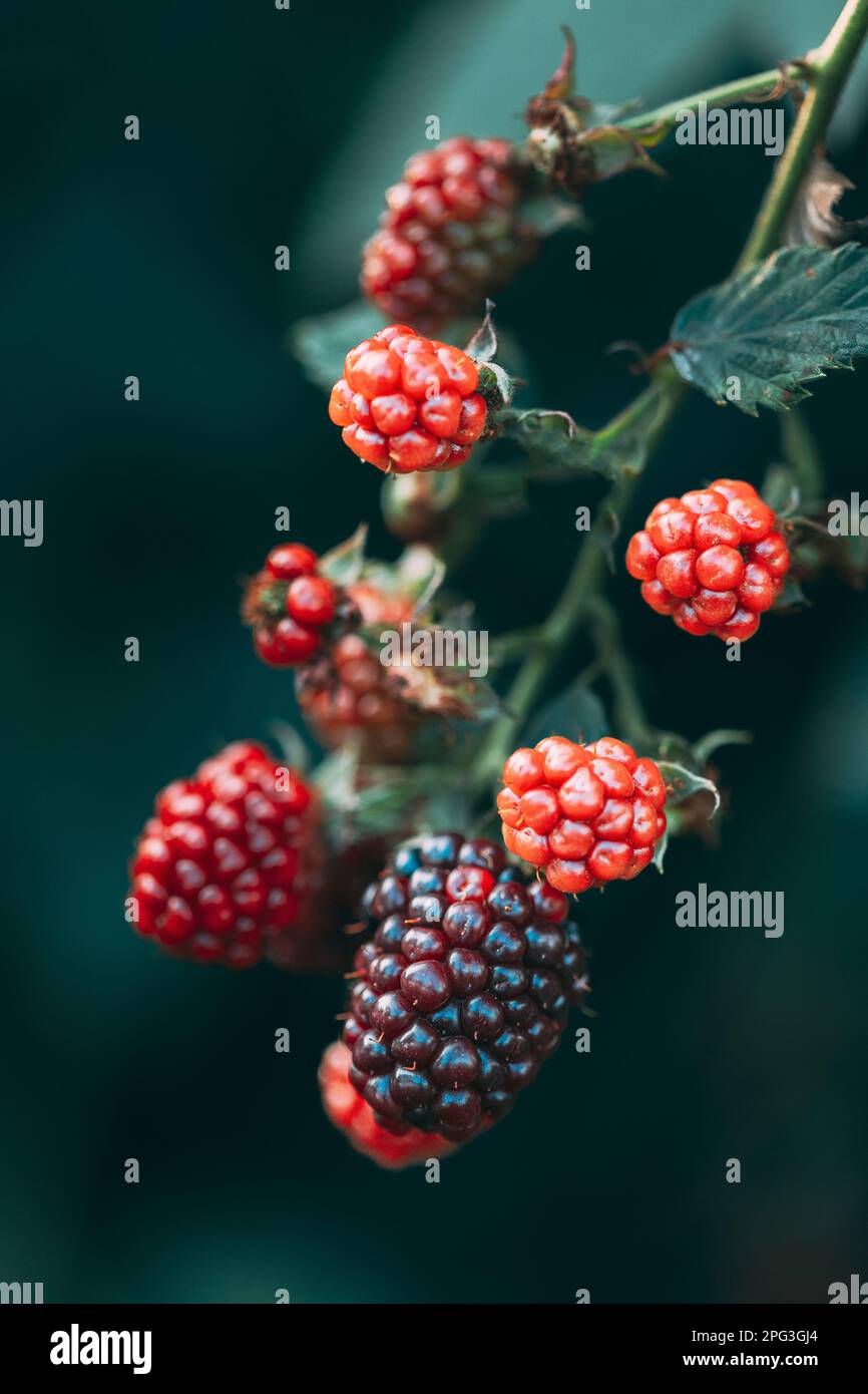 Gmo Raspberries Food biotechnology hi-res stock photography and images - Alamy
