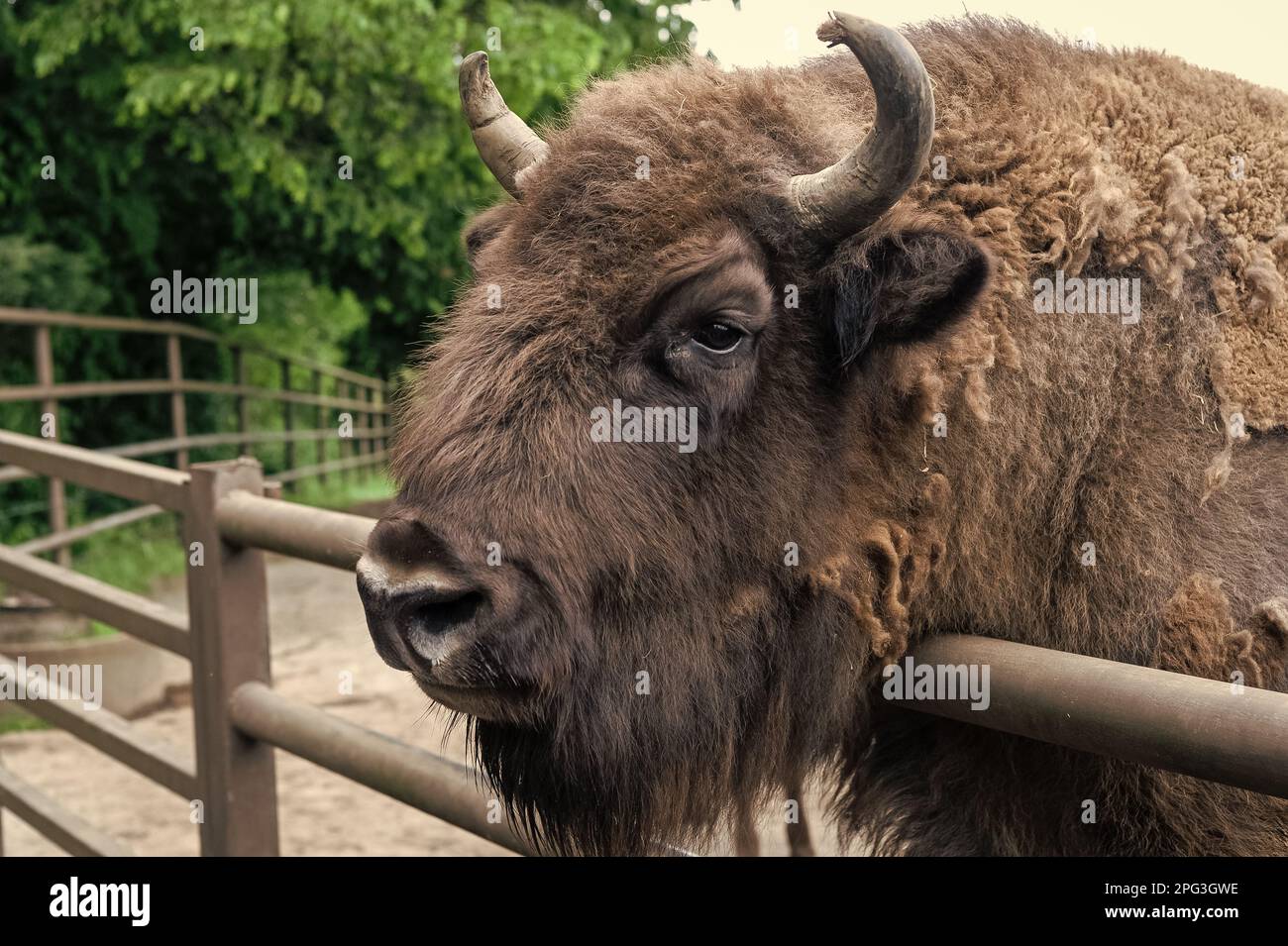 bison head in zoo animal park outdoor Stock Photo - Alamy