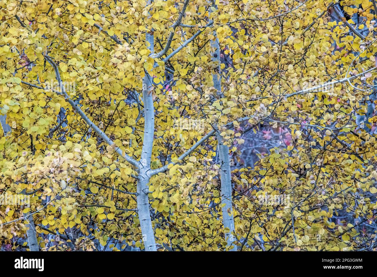 Beautiful aspen tree showing off its autumn golden colors on a fall day