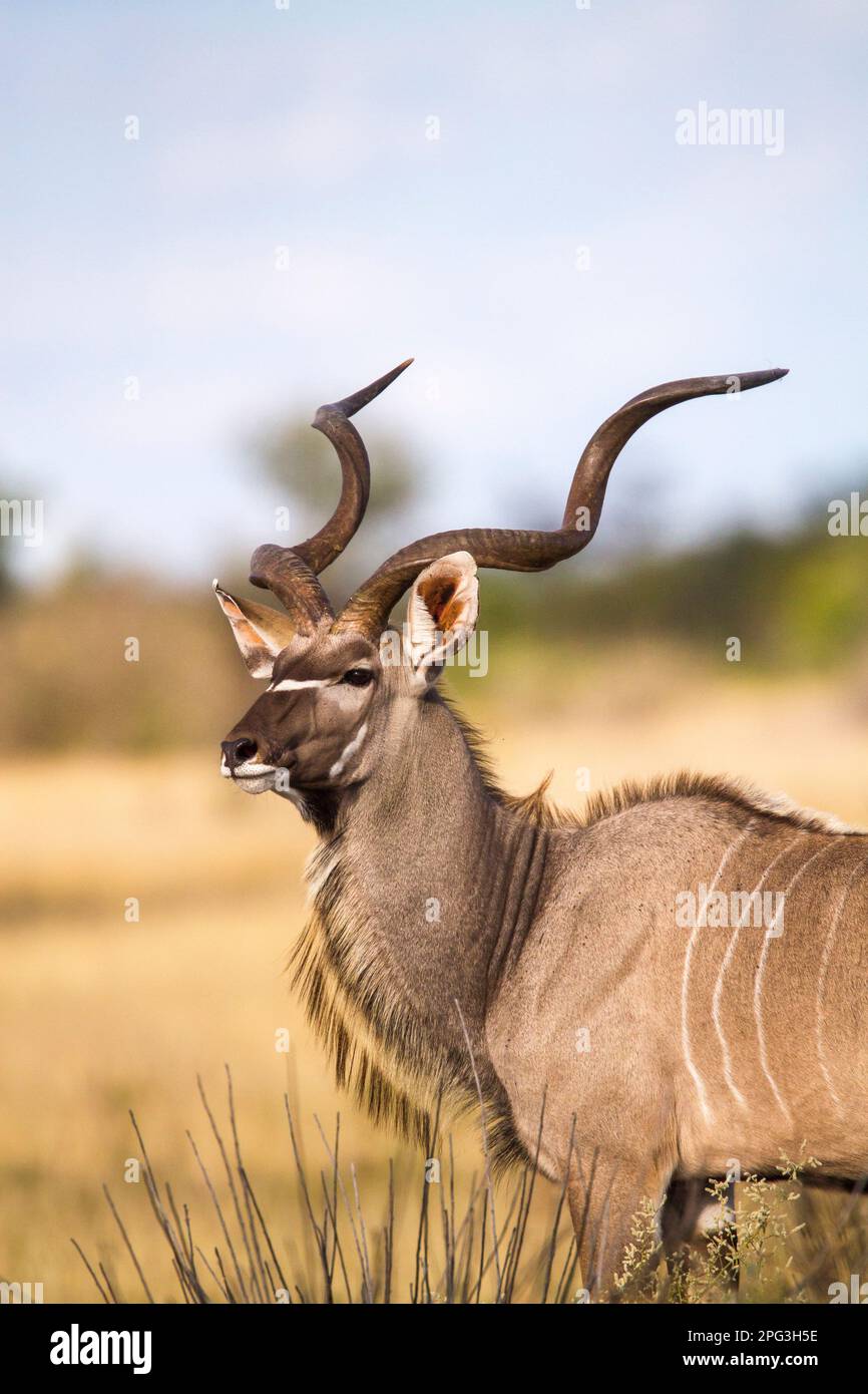 Stock photo of an adult kudu bull with large horns Stock Photo