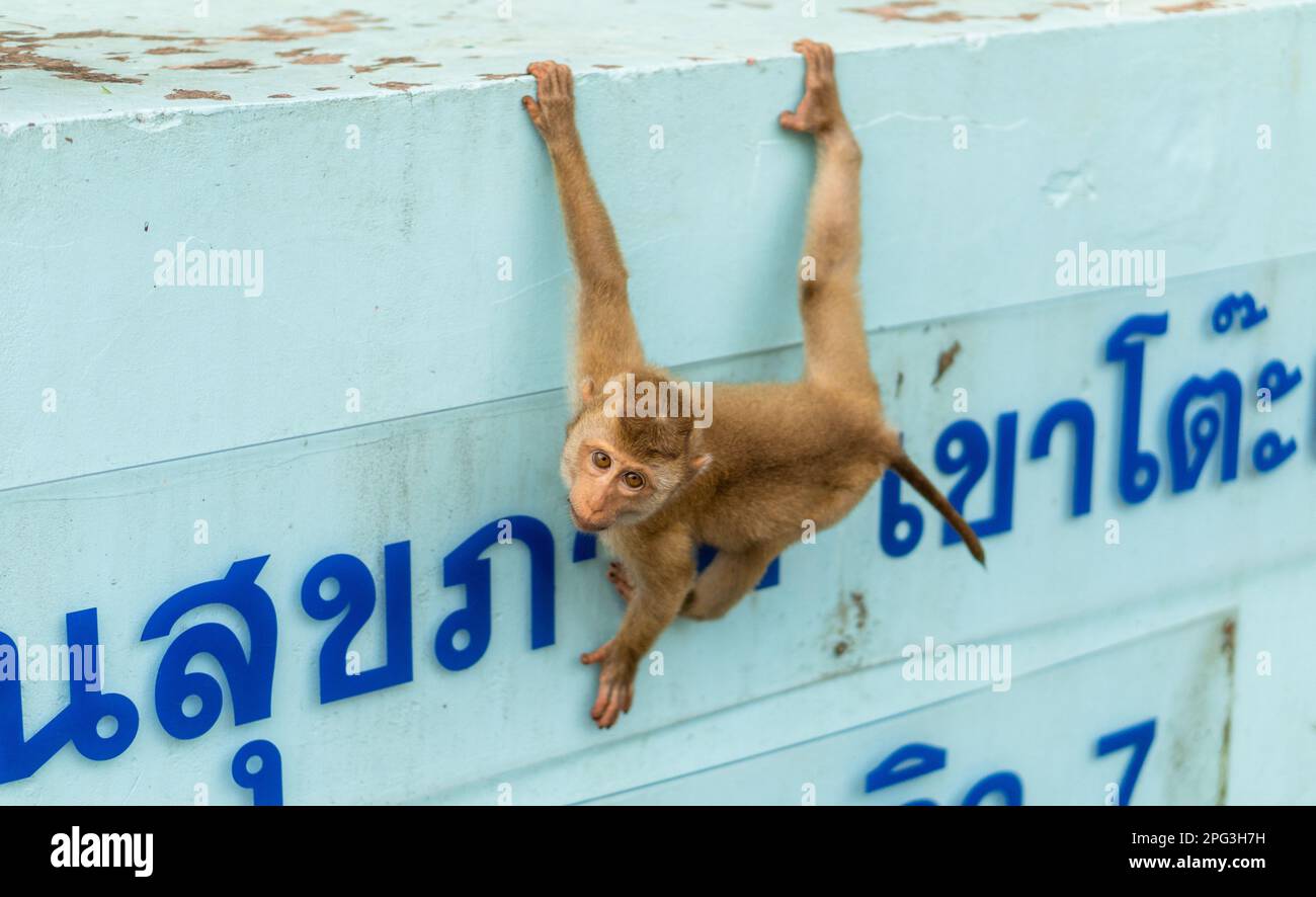 Monkey on structure hi-res stock photography and images - Alamy