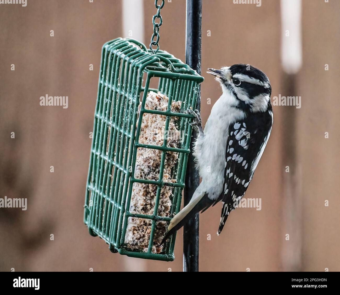 Cute little female downy woodpecker perched on a suet feeder eating on an autumn day in Taylors