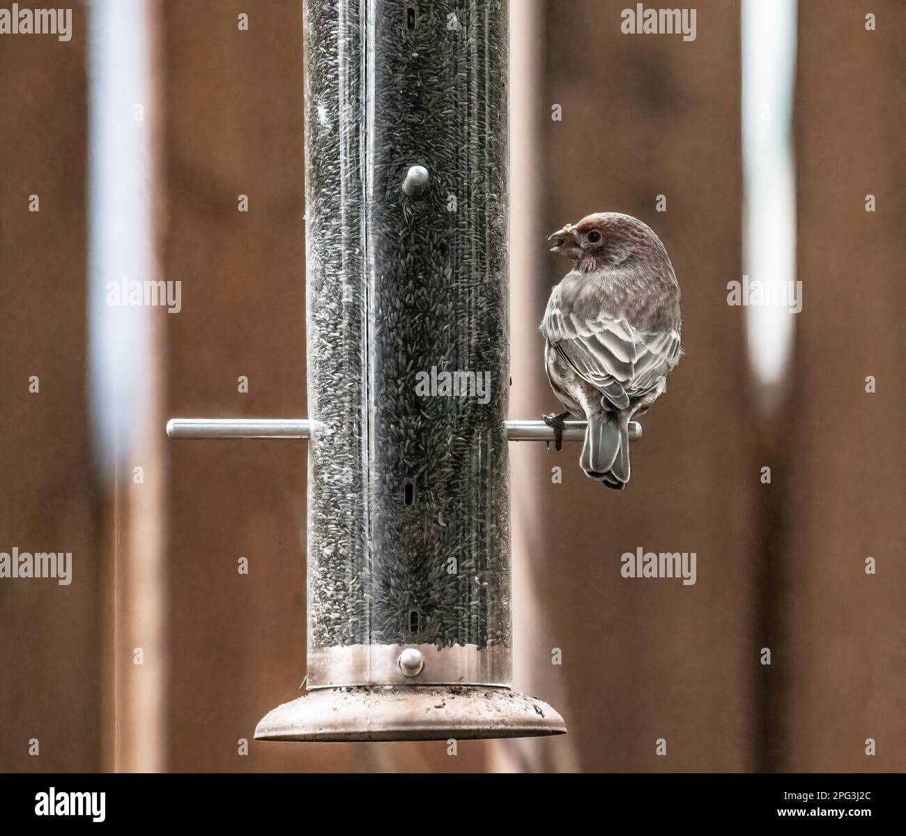 House finch perched on a backyard thistle feeder with a seed in its mouth on an autumn  day in Taylors Falls, Minnesota USA. Stock Photo