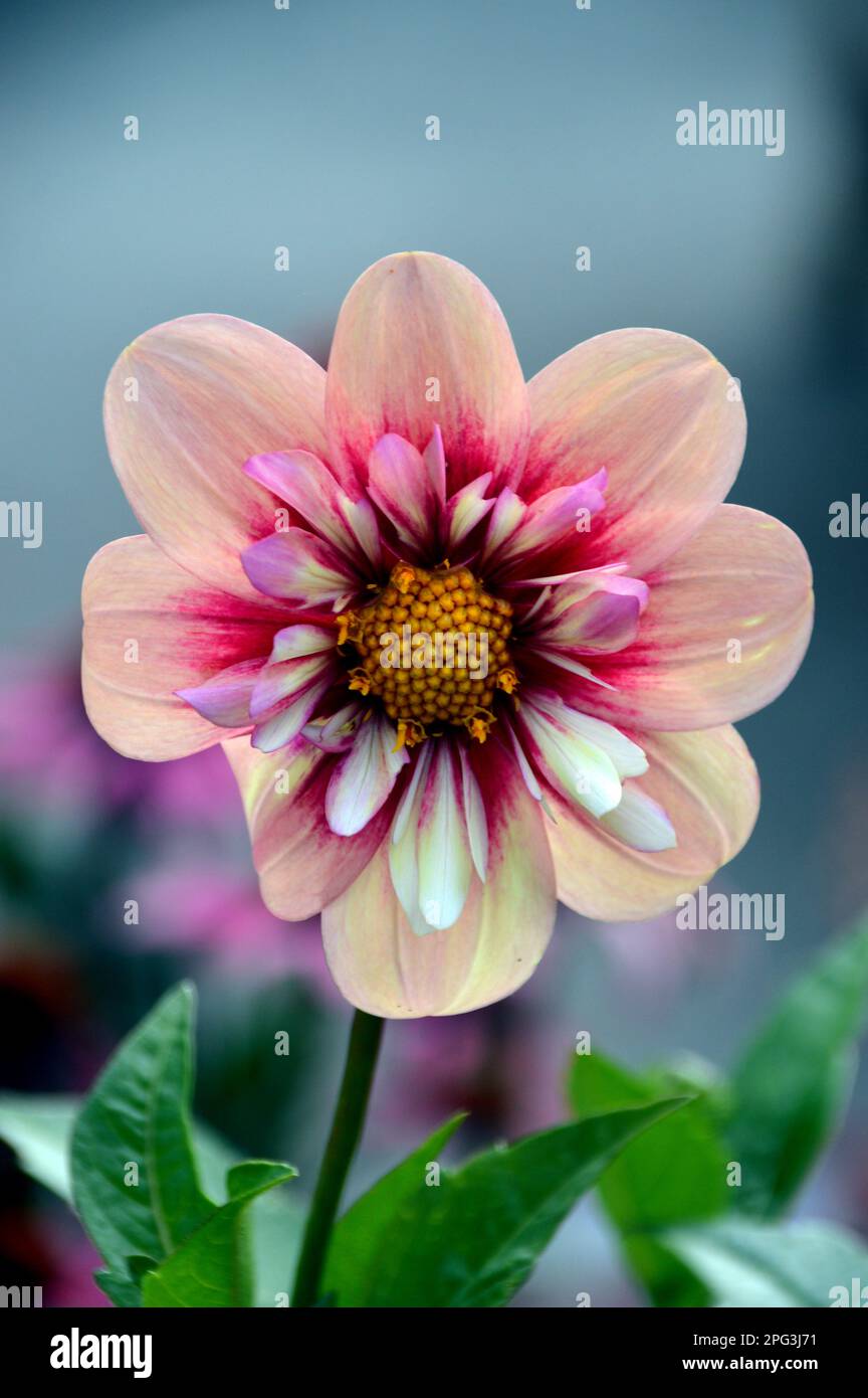 Single Pink & Cream Dahlia &lsquo;Rhubarb and Custard&rsquo; (Sweet Candy Series