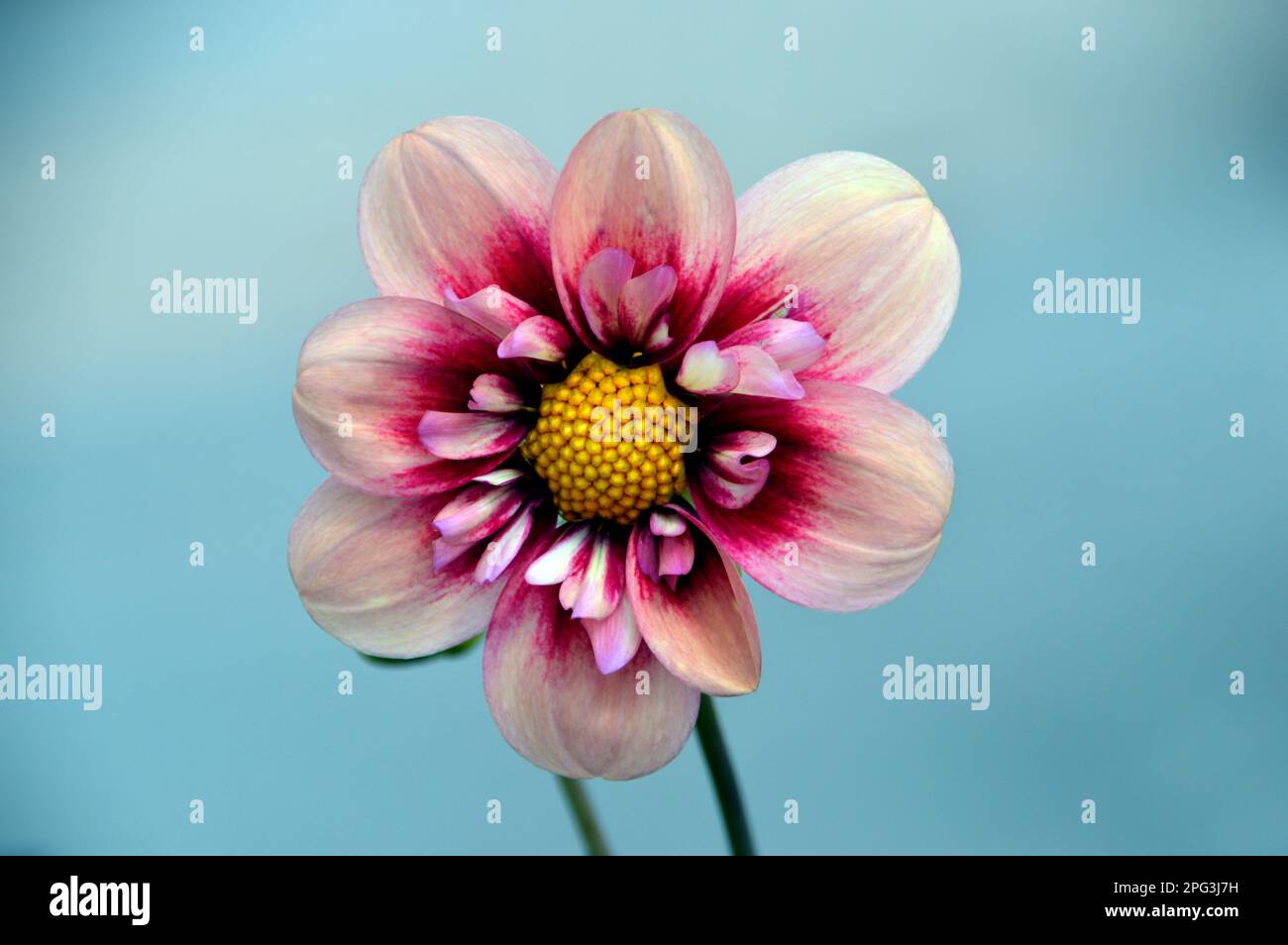 Single Pink & Cream Dahlia &lsquo;Rhubarb and Custard&rsquo; (Sweet Candy Series