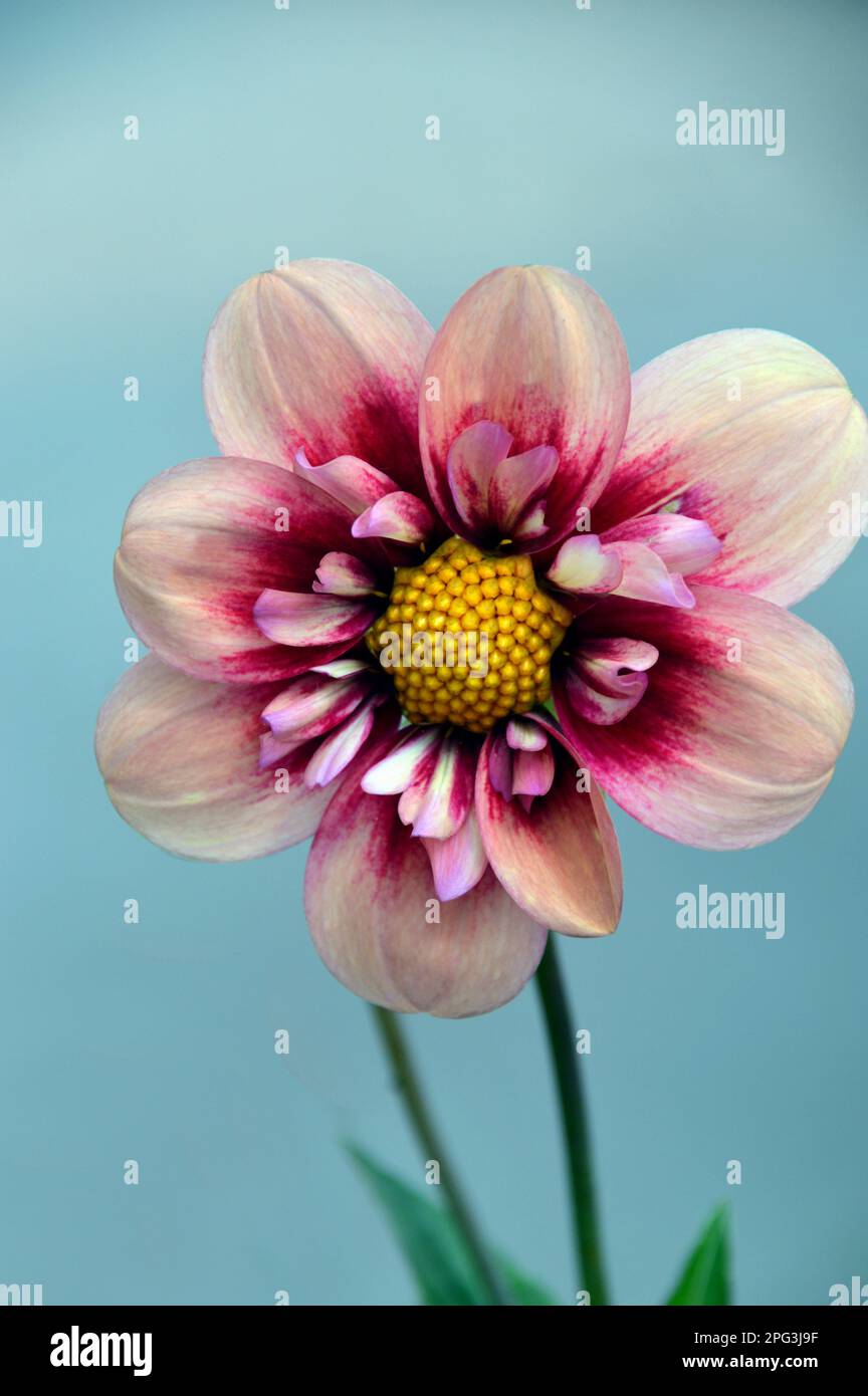 Single Pink & Cream Dahlia &lsquo;Rhubarb and Custard&rsquo; (Sweet Candy Series